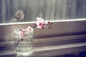 Photos of vases - spring blossom in glass jar.jpg